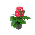 1.5L Gerbera - Gerbera jamesonii