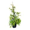 Syzygium Resilience 4L