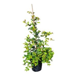 Syzygium Resilience 4L