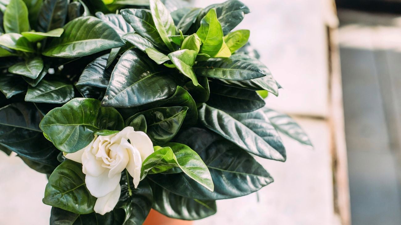 Close up of a white gardenia plant in a pot