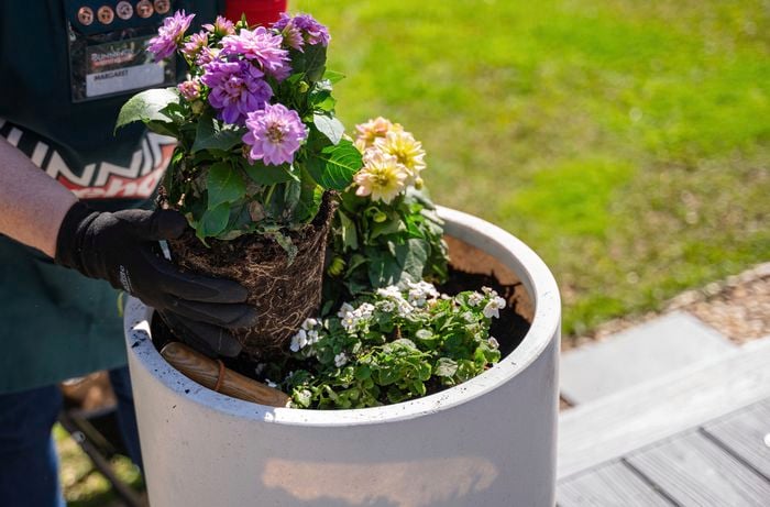 Thriving with heat tolerant marigolds and dahlias