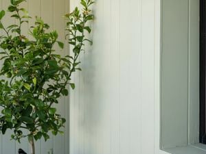 Front of green house with a plant in front