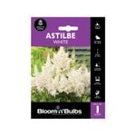 Bloomin' Bulbs White Astilbe - 1 Pack