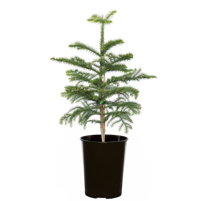 250mm Norfolk Island Pine - Araucaria heterophylla