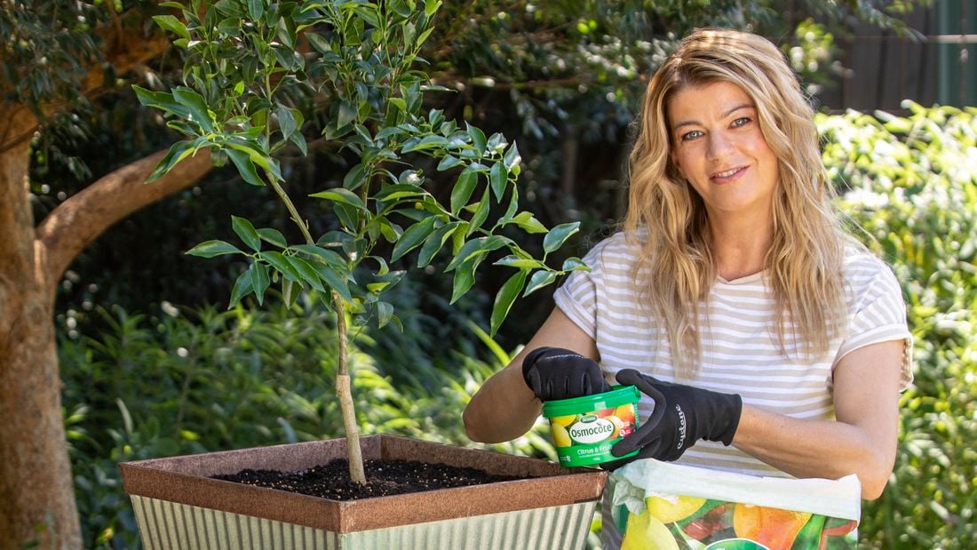 A woman planting a citrus tree into a large clay planter with an open bag of Osmocote