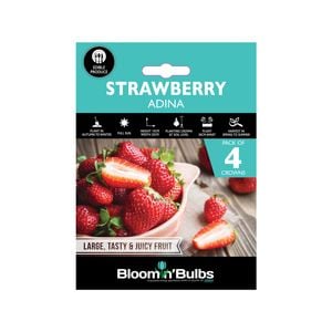 Bloomin Bulbs Strawberry Adina - 4 Pack
