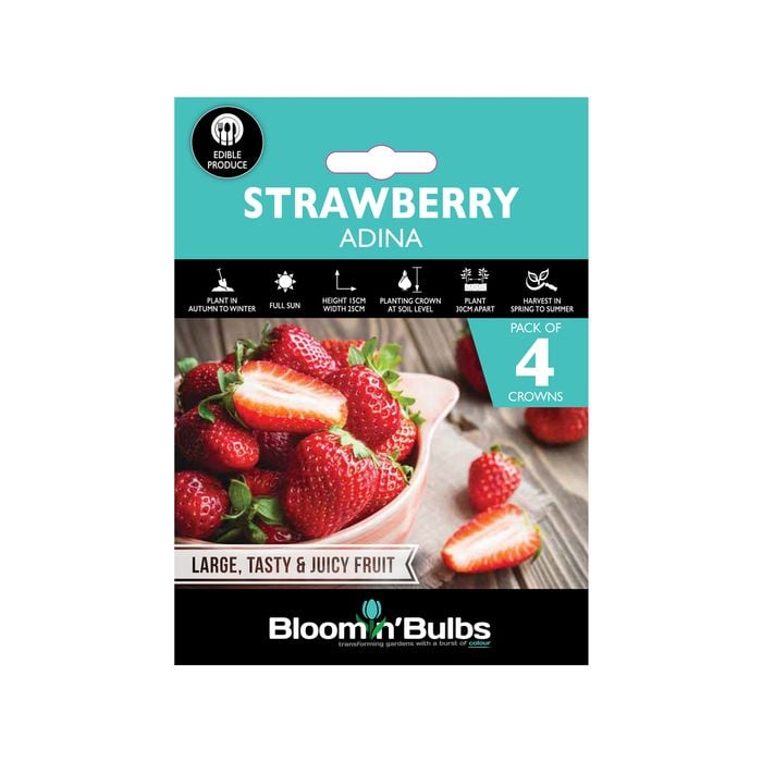 Bloomin Bulbs Strawberry Adina - 4 Pack