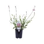 140mm Freefolk Rosy - Gaura lindheimeri