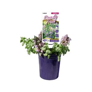 140mm Lamium - Lamium maculatum Candy Frost
