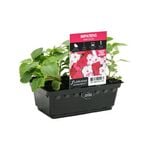 Impatiens Super Shades Punnet - Impatiens x walleriana