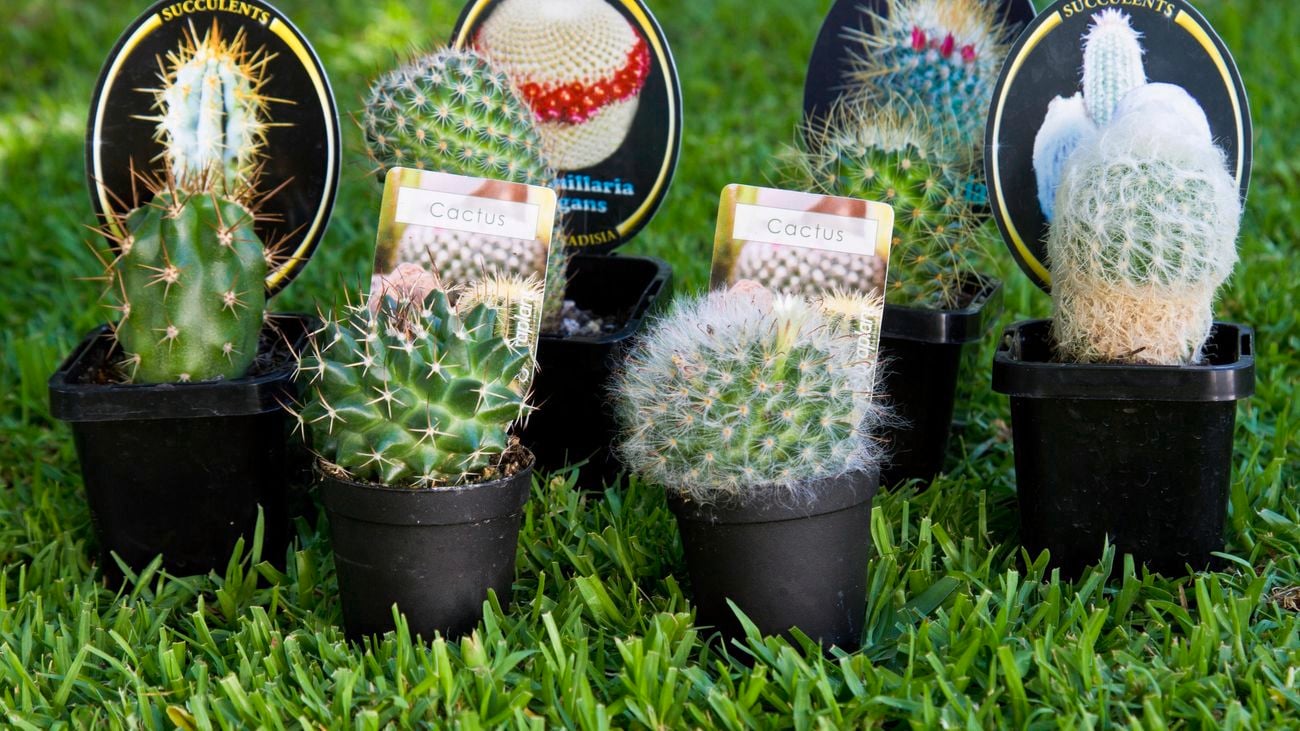 Succulents including cacti.