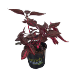 130mm Bloodleaf - Iresine herbstii