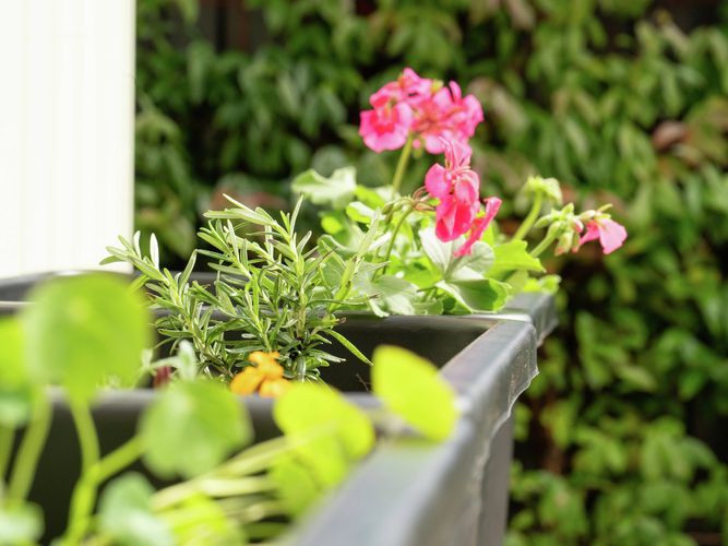 A close-up of a planter box with green foliage and pink flowers, set against a blurred green background.