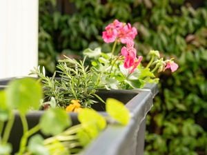 A close-up of a planter box with green foliage and pink flowers, set against a blurred green background.