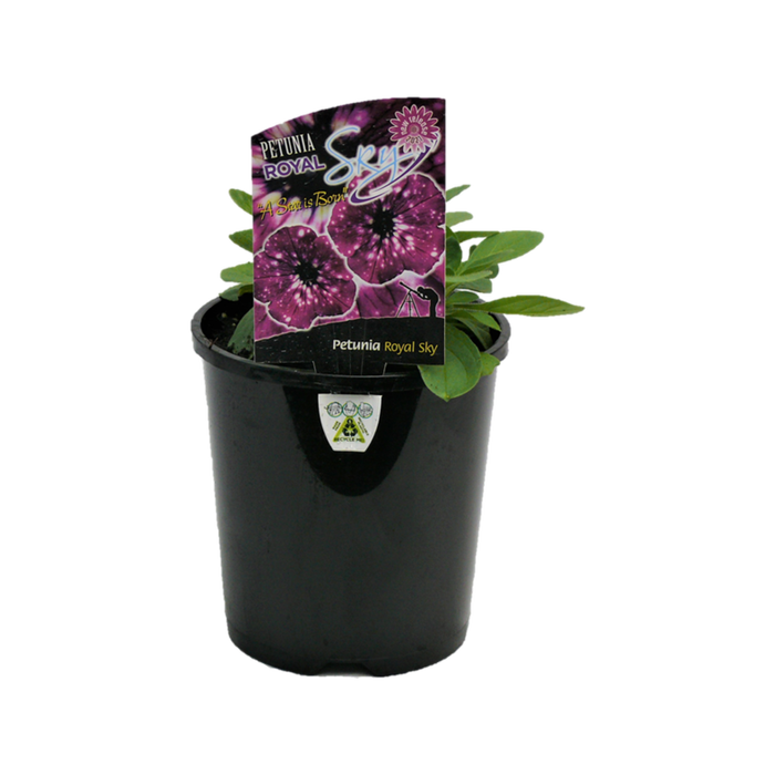 1.5L Royal Sky - Petunia