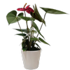 90mm Anthurium Prince Of Scarlet - Anthurium andreanum