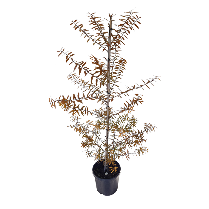 10L Kauri - Agathis australis