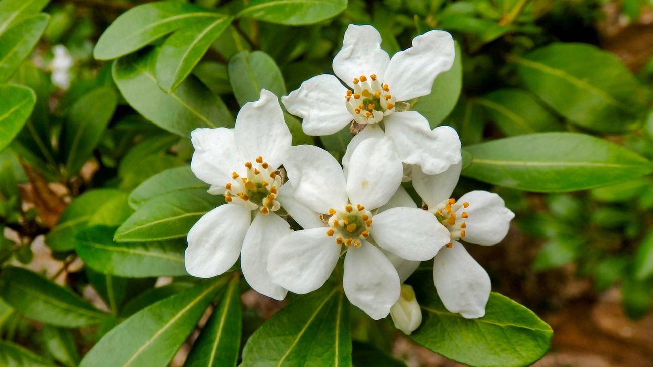 Close up of the white petals and green leaves of the flowering Mexican orange blossom