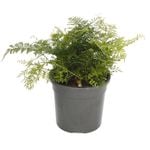 120mm Hare's Foot Fern - Davallia fejeensis