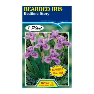 Fiesta Flower Bulbs Iris Germanica Bedtime Story Bulb