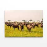 Buffalos Grazing In a Field  Print 100% Australian Made 150 x 100cm  (Stretched)
