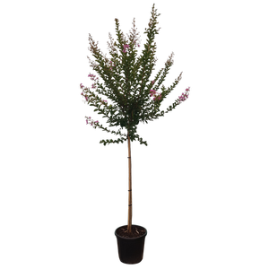 30L Crepe Myrtle - Lagerstroemia indica De'Puard  