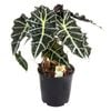 140mm Elephants Ear - Alocasia amazonica