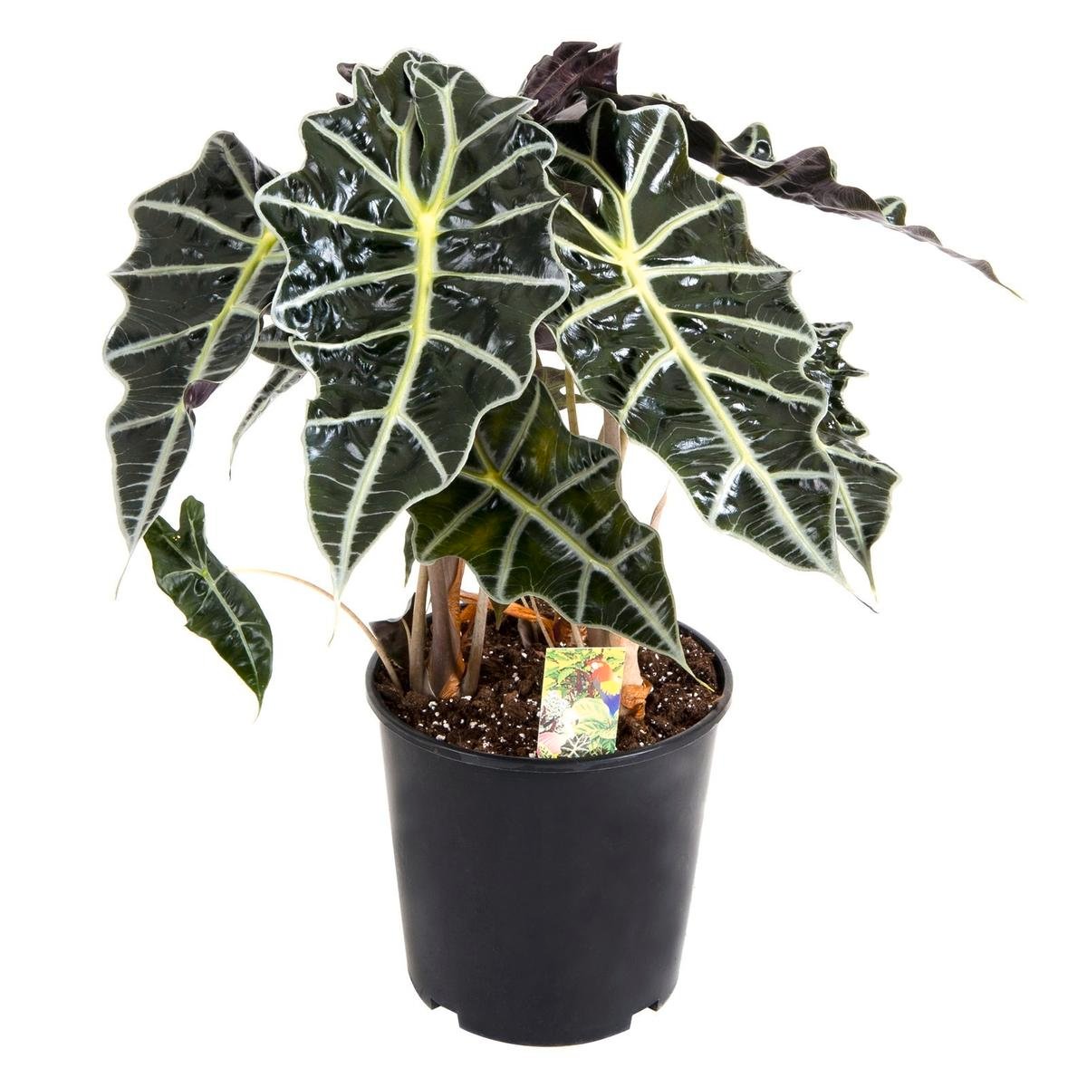 cameleon zz plant Zamioculcas zamiifolia 'Chameleon' 6