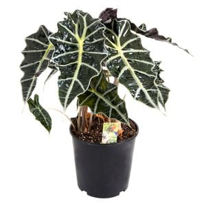 140mm Alocasia Polly - Alocasia amazonica