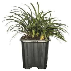 Grasses