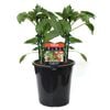 180mm Capsicum Snack Red - Capsicum annuum