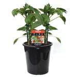 180mm Capsicum Snack Red - Capsicum annuum