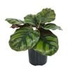 125mm Fasciata - Calathea rotundifolia