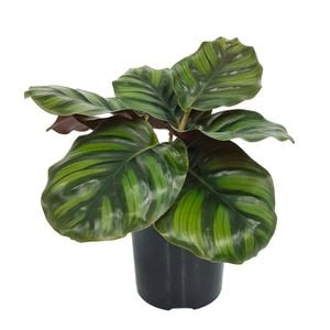 125mm Fasciata - Calathea rotundifolia
