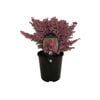 1.9L Erica Melanthera Improved