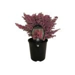 1.9L Erica Melanthera Improved