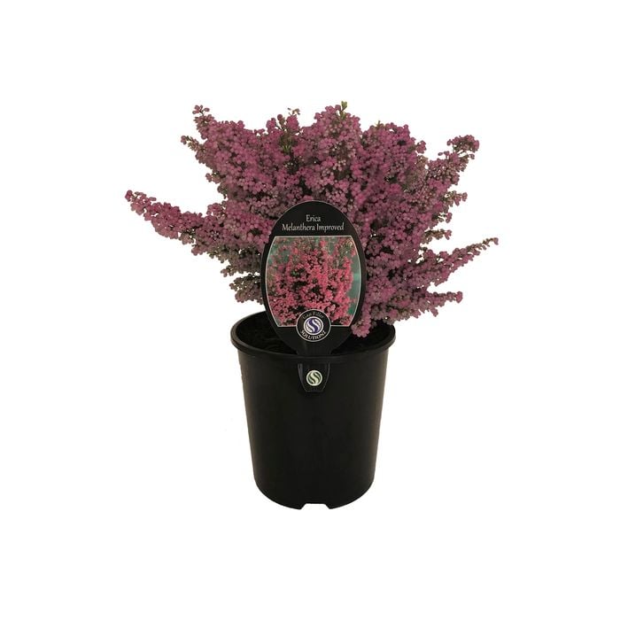 1.9L Erica Melanthera Improved