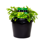 180mm Basil Holy - Ocimum tenuiflorum