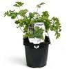 125mm Coriander - Coriandrum sativum - Food For life