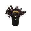 1.5L Alternanthera Choco Chili - Alternanthera hybrid