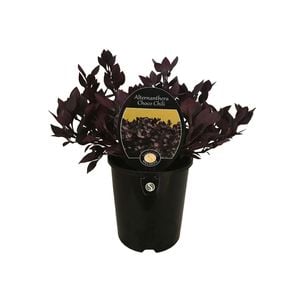 1.5L Alternanthera Choco Chili - Alternanthera hybrid