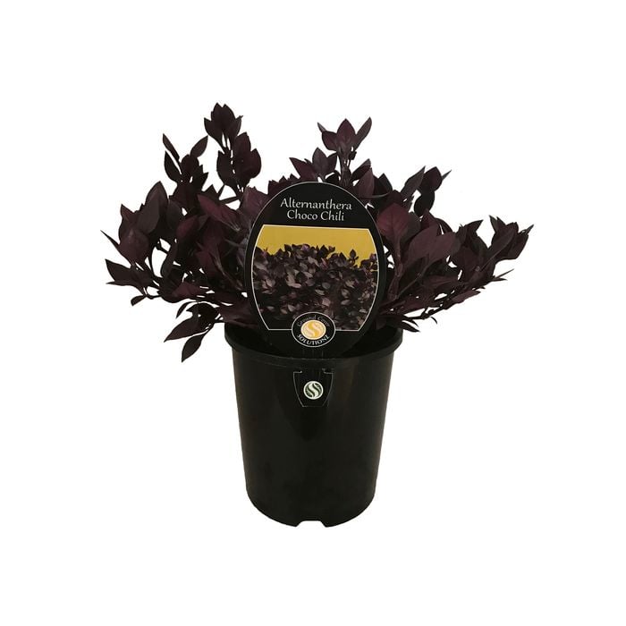 1.5L Alternanthera Choco Chili - Alternanthera hybrid