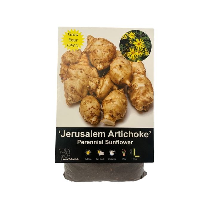 Yarra Valley Bulbs 3 Pack Jerusalem Artichoke