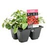 4 Cell Impatiens Beacon Bright Red - Impatiens walleriana