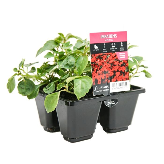 4 Cell Impatiens Beacon Bright Red - Impatiens walleriana