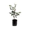 12L Camellia Jean Clere - Camellia japonica