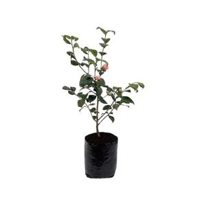 12L Camellia Jean Clere - Camellia japonica