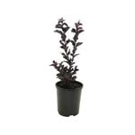 140mm Diamonds in the Dark Best Red - Lagerstroemia indica