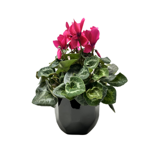 150mm Cyclamen - Cyclamen persicum In Ceramic