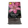 Yarra Valley Bulbs  Lilium Trendy Nicosa - 2 Pack